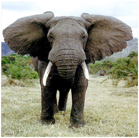 African Elephant | Top 10 strongest animals