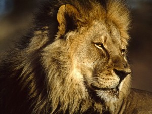Top 10 Dangerous Animal - African Lion