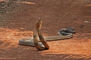 Top 10 Dangerous Animal -  Asian King Cobra