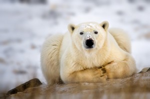 Top 10 Dangerous Animal - Polar Bear