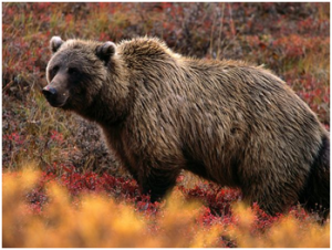 Bear | Top 10 strongest animals
