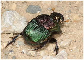 Dung Beetle | Top 10 strongest animals