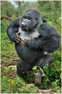 Gorilla | Top 10 strongest animals