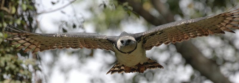 HarpyEagle -