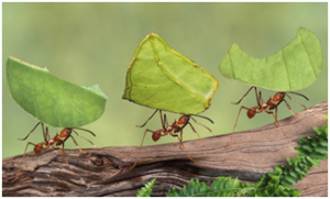 LeafCutter Ant | Top 10 strongest animals