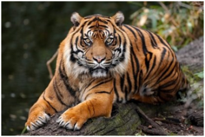 Tiger | Top 10 strongest animals