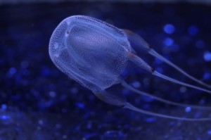 Top 10 Dangerous Animal - Box Jellyfish