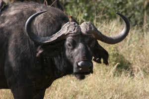 Top 10 Dangerous Animal - Cape Buffalo
