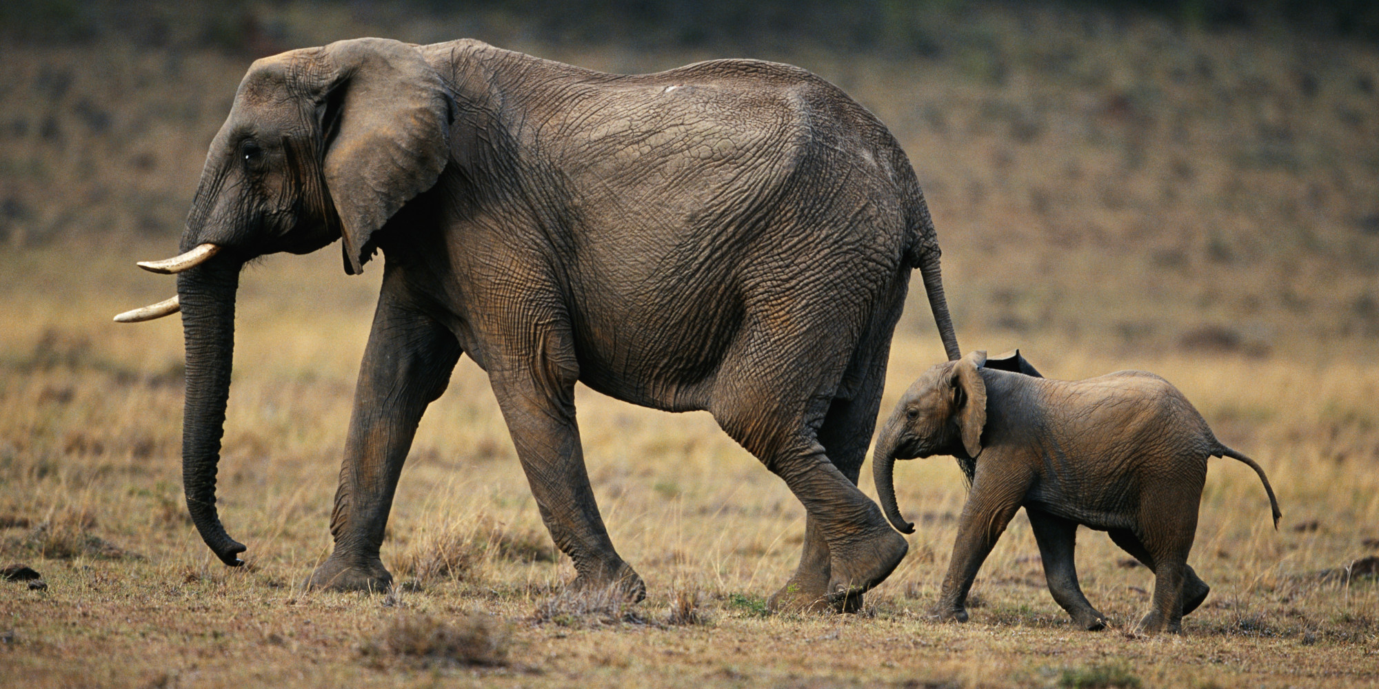 African elephant (Loxodonta africana) and calf walking, Masai Mara N.R, Ken...