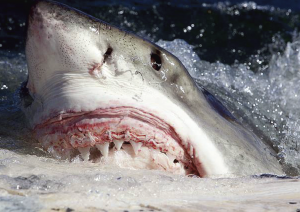 Top 10 Dangerous Animal - Great White Shark