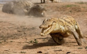 Top 10 Dangerous Animal - Crocodile