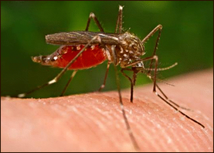Top 10 Dangerous Animal - mosquito