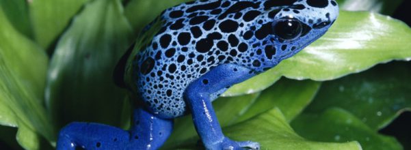 Top 10 Dangerous Animal - Poison Dart Frog
