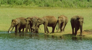 Periyar Wildlife Sanctuary - Top 10 Places To Visit In Kerala