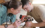Top 10 Pet Care tips