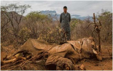 African-Elephant - Top 10 animals being killed by poachers