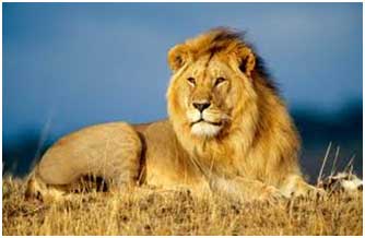 Lion - Top 10 animals being killed by poachers