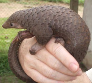 Pangolin - Top 10 animals being killed by poachers