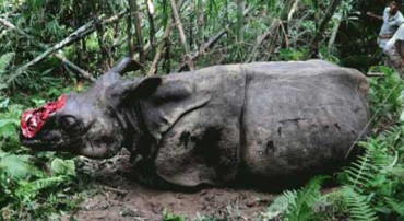 Rhinoceros - Top 10 animals being killed by poachers